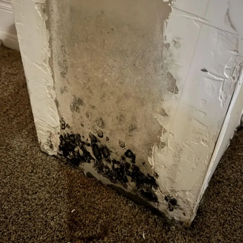 Professional Mold Removal in Bonanza, GA